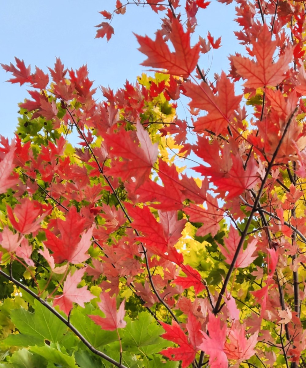 Nature invites us to take a moment and enjoy the leaves changing colours.